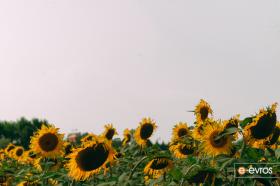 Vissa Ovası'nda ayçiçeği 