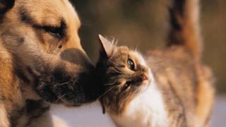 Σήμερα η Παγκόσμια Ημέρα των Ζώων