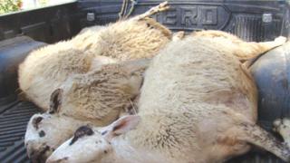 Στήριξη στους κτηνοτρόφους από το Περιφερειακό Συμβούλιο ΑΜ-Θ.