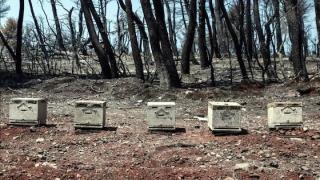 Ξεχασμένοι δηλώνουν οι μελισσοκόμοι του Έβρου - Προχωρούν σε κινητοποιήσεις