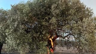 Κινδυνεύουν να χαθούν ποικιλίες ελιάς από τις πυρκαγιές στον Έβρο