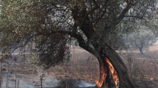 Έρχεται προκαταβολή για ζημιές σε φυτικό κεφάλαιο από πυρκαγιές του 2023 - Το ποσό για τον Έβρο