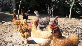 Απόπειρα κλοπής σε κτήμα στην Ορεστιάδα - Προσπάθησε να κλέψει τις κότες!