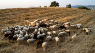 Πληθαίνουν τα κρούσματα πανώλης στα αιγοπρόβατα - Συνεχείς συσκέψεις σε όλες τις Περιφέρειες