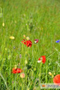 Πρωτομαγιά: Γιορτή της Άνοιξης και των Εργαζομένων.
