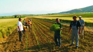 Επιδότηση έως 20.000 σε 6.000 νέους αγρότες.
