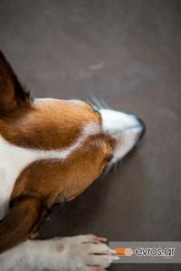 Λατρεία σου έχω, μεγάλη λατρεία!