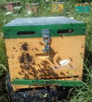 Bal Hakkında Herşey