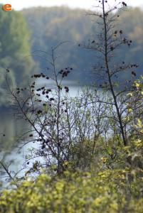 Meriç nehrinin sahilinde.