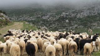 AM-Θ: Αυξάνονται οι εστίες καταρροϊκού πυρετού σε κτηνοτροφικές μονάδες.