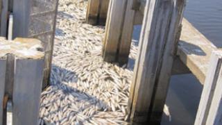 Ροδόπη: Νεκρά ψάρια 'ξέβρασε' η λίμνη Ισμαρίδα.