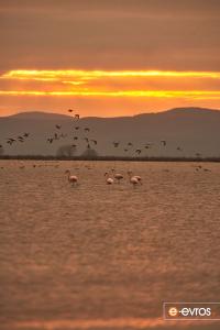 The dawn in the Evros Delta, along with the flamingos