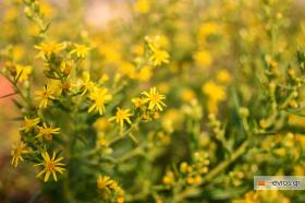 Εδώ δίπλα είναι αυτό, στο δασάκι της Αισύμης!
