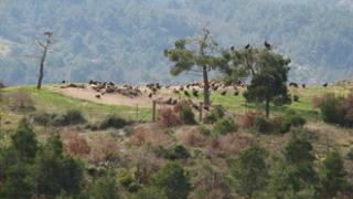 Δάσος Δαδιάς: Εκατοντάδες είδη πουλιών έχουν καταγραφεί.