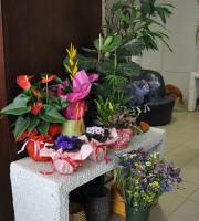 Flowers - Plants