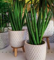 Γεωργικά εφόδια - Άνθη - Φυτά