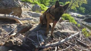 Θράκη: Καταγράφηκαν ένδεκα νέες δηλητηριάσεις ζώων.