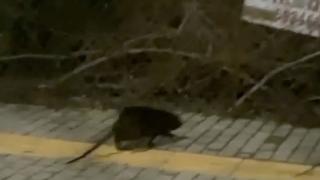 Τεράστιο τρωκτικό προκαλεί σοκ στην Αλεξανδρούπολη (video)