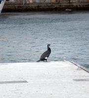 Με λαμπρότητα εορτάστηκαν τα Θεοφάνεια στον Έβρο - Αγιάστηκαν τα νερά παρά το τσουχτερό κρύο (vid & pics)