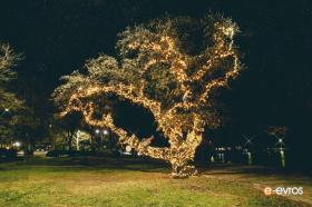 Dedeağaç'taki elflerin ağacı