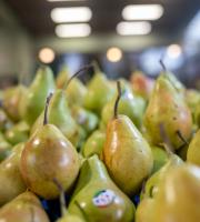 Ωποροπαντοπωλείο