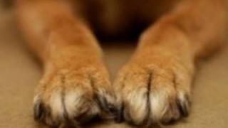 Κομοτηνή: Συνελήφθη άνδρας που τραυμάτισε αδέσποτο σκυλί.