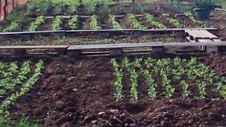 Διδυμότειχο: Ενοικίαση κήπων για Βιολογική καλλιέργεια φυτών.