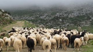 Έβρος: Κτηνοτρόφος δήλωνε βοσκοτόπια στην Εύβοια.