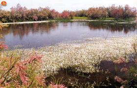 Οργιάζουσα ομορφιά στο Δέλτα του Έβρου.