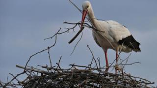 Η προστασία των Πελαργών είναι στα χεριά μας.