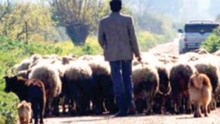 Ροδόπη: Αναζητούνταν για 5 μήνες και βρέθηκε να βόσκει πρόβατα.