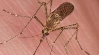 Τι θα γίνει φέτος με τα κουνούπια στην ΑΜ-Θ;