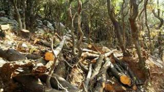 Λαθροϋλοτομία: 488 παραβάσεις και κατάσχεση 1.650 τόνων ξύλου.