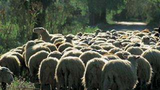 Πόσο 'κόστισε' η ευλογιά στον Έβρο μέχρι στιγμής.