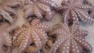 Κατασχέθηκαν 331 χταπόδια από το λιμενικό Αλεξ/πολης.