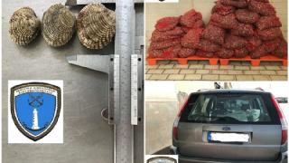 Σχεδόν 1 τόνος ακατάλληλα όστρακα κατασχέθηκε στην Αλεξανδρούπολη