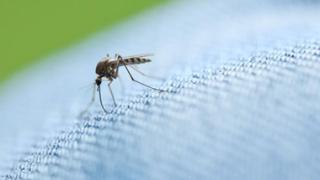 Ξεκινούν και οι αεροψεκασμοί για τα κουνούπια.