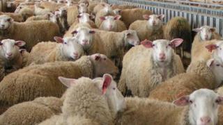 ΑΜΘ: 70.000  θανατώσεις από ευλογιά και καταρροϊκό πυρετό.