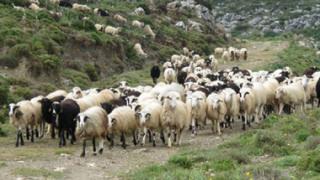 Διπλή απειλή για το ζωϊκό κεφάλαιο της ΑΜ-Θ.