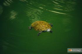Μια χαριτωμένη χελώνα στο ποτάμι του Λουτρού.