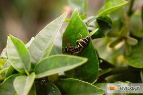 Μία μέλισσα τον Αύγουστο!