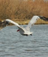 Πάμε μια βόλτα στο Δέλτα του Έβρου.