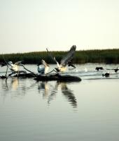 Πάμε μια βόλτα στο Δέλτα του Έβρου.