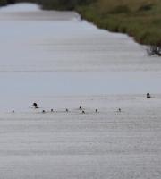 Φωτογραφία από Φορέα Διαχείρισης Δέλτα του Έβρου.