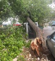 Οι έντονες καταιγίδες "έκοψαν στα δύο" και δέντρα.