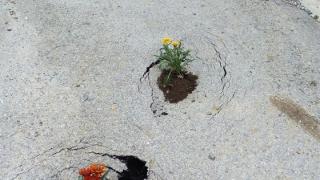 Λουλούδια στις λακκούβες φύτεψαν κάτοικοι στην Παλαγία Αλεξανδρούπολης!