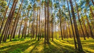 30 εκατ. ευρώ σε Δήμους με περιαστικά δάση για την ενίσχυση πυροπροστασίας