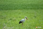 Stork in search of food in Antheia