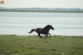 Άλογο ανέμελο στο Δέλτα του Έβρου