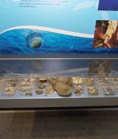 Alexandroupolis Natural History Museum Alexandroupolis Natural History Museum